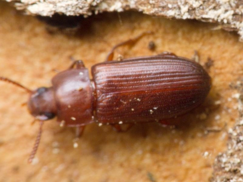 Cynaeus angustus (Leconte, 1851)